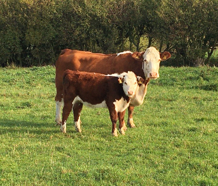 Hereford cow and calf