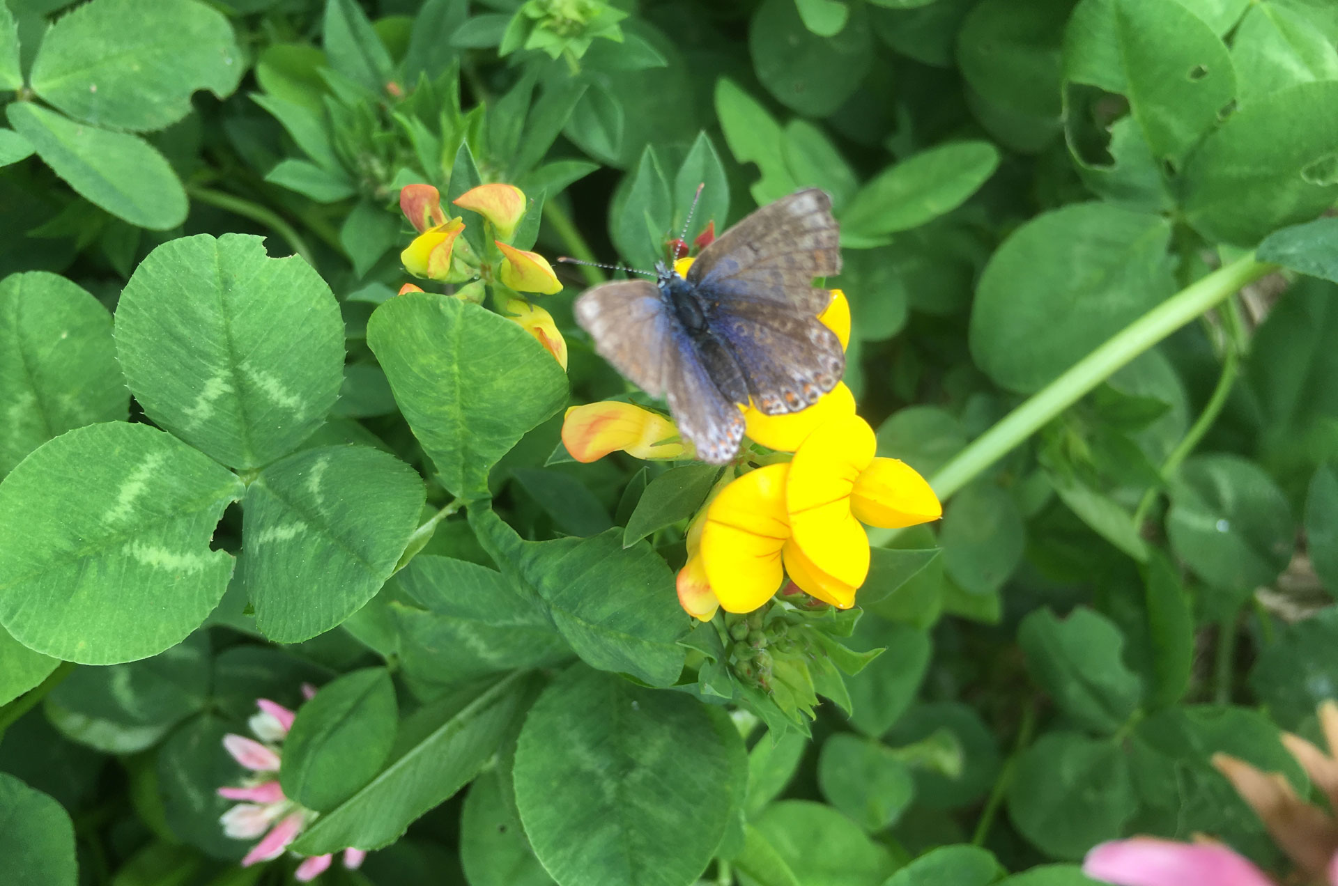 Butterfly on clover