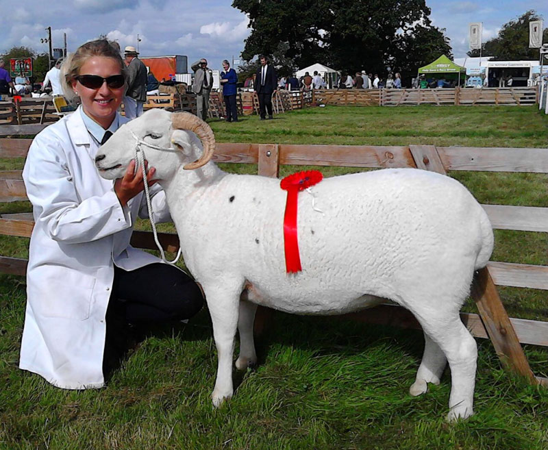 Caroline Morris showing Wiltshire Horn Sheep