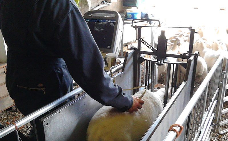 Scanning Wiltshire Horn Sheep